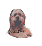 ほたぽん（個別スタンプ：1）