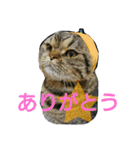 リンとフク2（個別スタンプ：1）