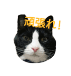 リンとフク2（個別スタンプ：3）