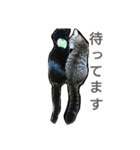 リンとフク2（個別スタンプ：6）