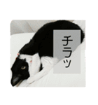 リンとフク2（個別スタンプ：15）