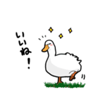 無心なアヒル（個別スタンプ：6）