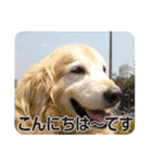 DOG ＆ DOG（個別スタンプ：1）