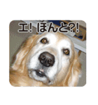 DOG ＆ DOG（個別スタンプ：2）