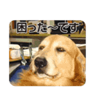 DOG ＆ DOG（個別スタンプ：3）