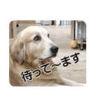 DOG ＆ DOG（個別スタンプ：4）