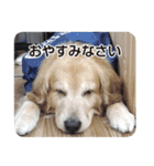 DOG ＆ DOG（個別スタンプ：5）