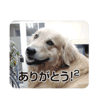 DOG ＆ DOG（個別スタンプ：6）