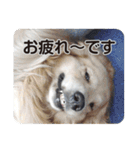 DOG ＆ DOG（個別スタンプ：7）