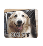 DOG ＆ DOG（個別スタンプ：8）
