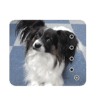 DOG ＆ DOG（個別スタンプ：9）