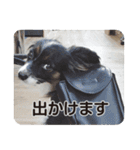 DOG ＆ DOG（個別スタンプ：11）