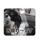 DOG ＆ DOG（個別スタンプ：12）