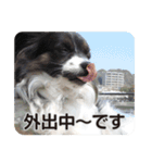 DOG ＆ DOG（個別スタンプ：13）