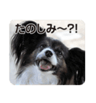 DOG ＆ DOG（個別スタンプ：14）