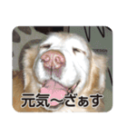 DOG ＆ DOG（個別スタンプ：17）