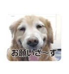 DOG ＆ DOG（個別スタンプ：18）