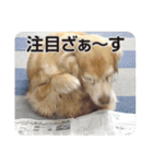 DOG ＆ DOG（個別スタンプ：20）