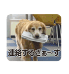 DOG ＆ DOG（個別スタンプ：21）
