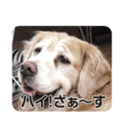 DOG ＆ DOG（個別スタンプ：22）
