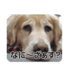 DOG ＆ DOG（個別スタンプ：23）