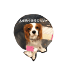 Daisy Dog（個別スタンプ：1）