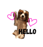 Daisy Dog（個別スタンプ：2）