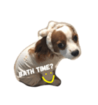 Daisy Dog（個別スタンプ：5）