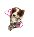 Daisy Dog（個別スタンプ：8）