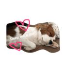 Daisy Dog（個別スタンプ：10）