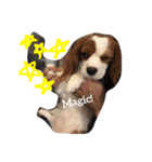 Daisy Dog（個別スタンプ：11）