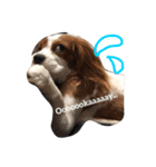 Daisy Dog（個別スタンプ：13）