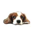 Daisy Dog（個別スタンプ：15）