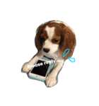 Daisy Dog（個別スタンプ：16）
