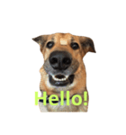 My dog Jamie（個別スタンプ：1）