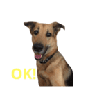 My dog Jamie（個別スタンプ：3）