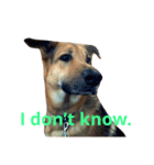 My dog Jamie（個別スタンプ：7）