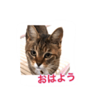 my cat me-chann 5（個別スタンプ：1）