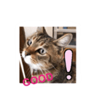 my cat me-chann 5（個別スタンプ：2）