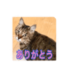 my cat me-chann 5（個別スタンプ：3）