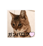 my cat me-chann 5（個別スタンプ：4）