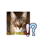 my cat me-chann 5（個別スタンプ：5）