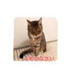 my cat me-chann 5（個別スタンプ：6）