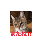 my cat me-chann 5（個別スタンプ：7）