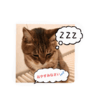 my cat me-chann 5（個別スタンプ：8）