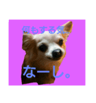 リュウちゃん（個別スタンプ：1）