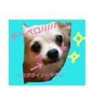 リュウちゃん（個別スタンプ：4）