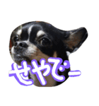 Mie-ben chiwawa no oreo-chan（個別スタンプ：1）