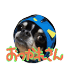 Mie-ben chiwawa no oreo-chan（個別スタンプ：3）