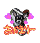 Mie-ben chiwawa no oreo-chan（個別スタンプ：6）